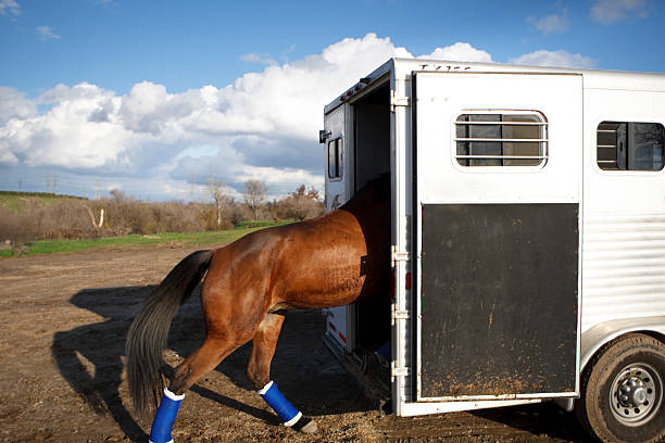 Horse Trailers