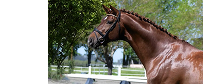 Horses running in field