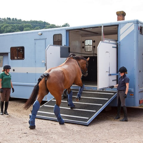Horse Transport