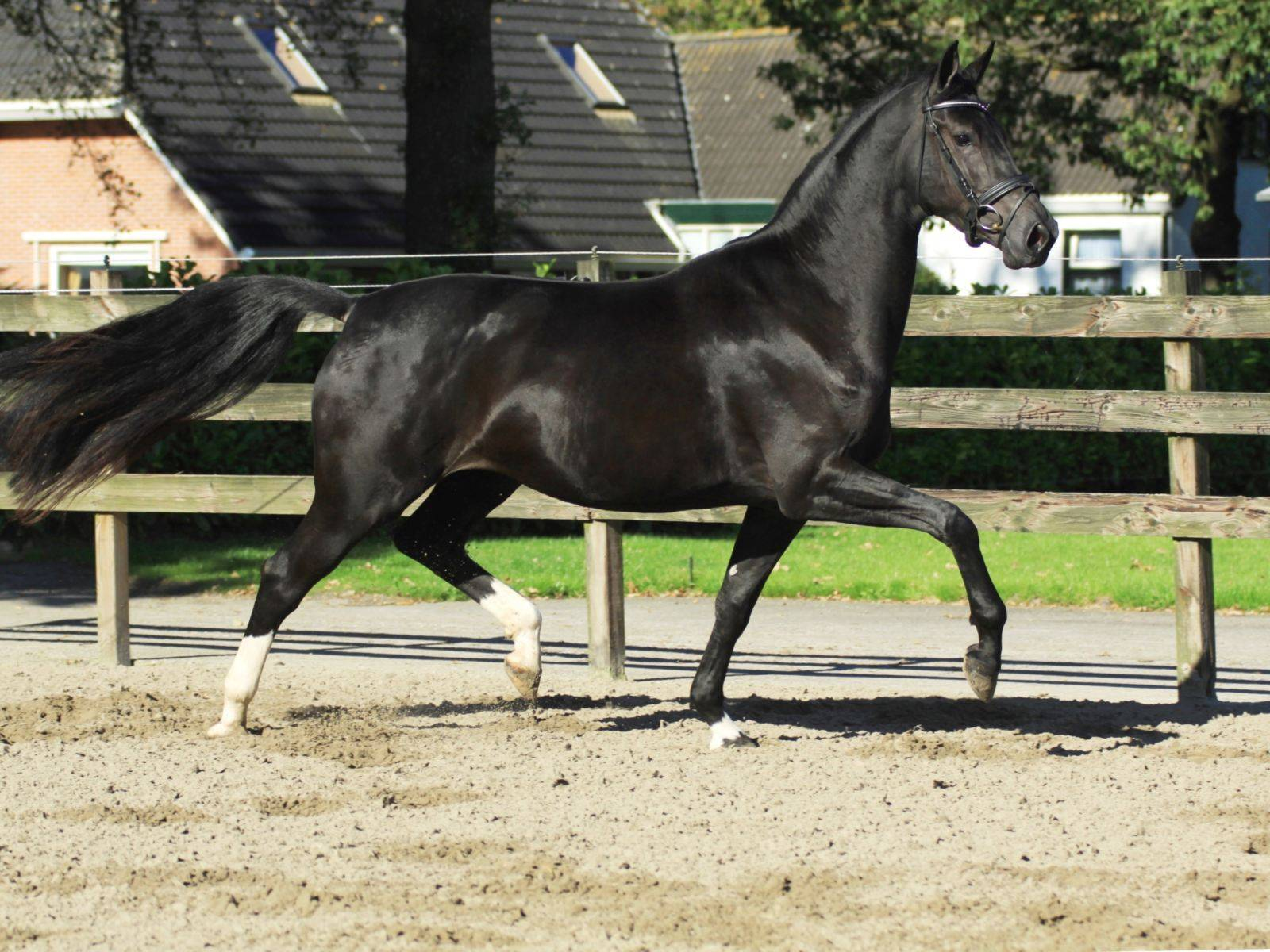 Stallions for Sale