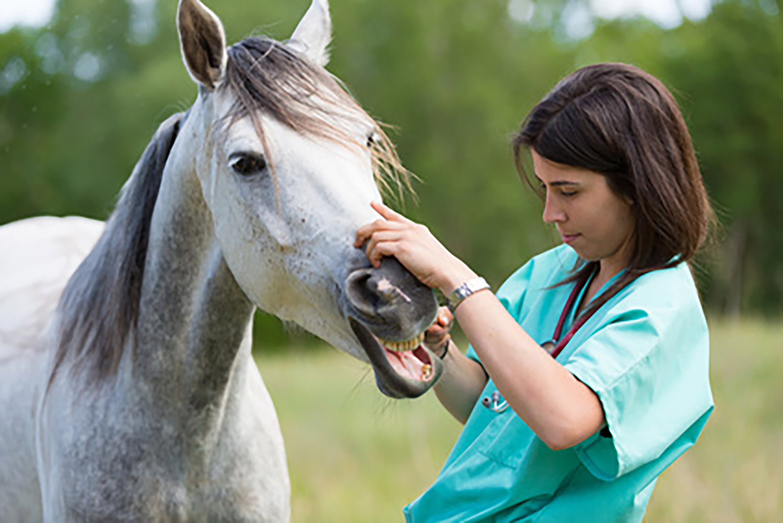 Horse Jobs